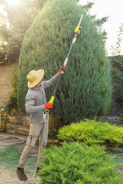 Best Tree Trimming and Pruning  in Apple Valley, MN